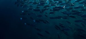 Ocean's