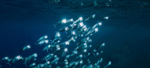 Ocean's